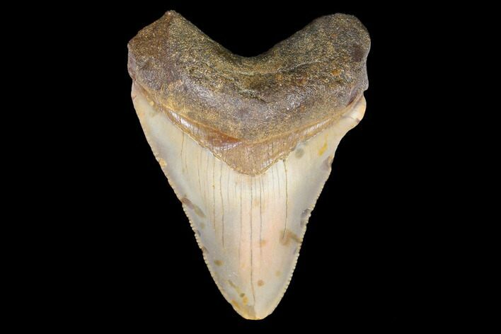 Juvenile Megalodon Tooth - North Carolina #147356
